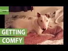 Rescue dog experiences a bed for the first time