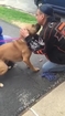 Dog is Super Excited to See his Owner After Two Long Years