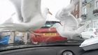 Dinosaur Attack At Arbroath Harbour