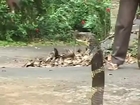 king cobra snake attack in kerala india
