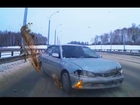 Russian Road Rage and Car Crashes Winter 2014/1015
