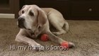 Sarge's Adoption Video - Desert Labrador Retriever Rescue