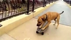 Skateboarding dog makes it look way to easy