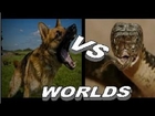 cobra vs dog / Cobra vs mongoose_the deadliest in the world - Cobra snake vs mice