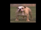 Copy of TOP 5 Most Popular Dog Breeds in The World 2013
