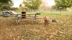 2 Former Fighting Dogs Meet For First Time