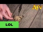 Tickling Peeing Frog - AFV