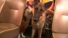 Pet bus allows Hong Kong’s pooches to travel