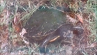 Turtle laying eggs just outside my kitchen window