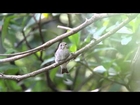 Asian brown flycatcher
