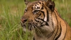 Sky-rocketing  tiger trade blamed on growing Asian wealth