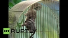 Russia: Watch these extremely rare and cute twin possum cubs