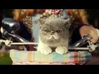 Three   #SingItKitty   cat advert