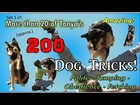 20 of Tonya's (approx.) 200 Dog Tricks!  some of which will amaze you!