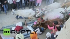 India: Watch men get TRAMPLED by herd of cows for Diwali