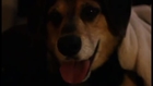 Sudzy O'Coolahan Movie Intro Dog plays basketball visit s...