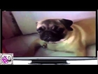 funny popular videos -  Animal Funny 2014 Pug Reacts To Revving Engine