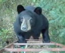 Rational Voice Makes Bear Question Life Choices