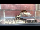 Water Snake Eating Fish (Ular Kadut / Acrochordus Granulatus)