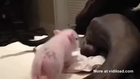 Mini Pig Sucking On Dog's Balls