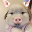 Golden Retriever Puppy Looks Hilarious With Snapchat Filter