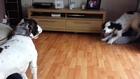 Dog gets upset For Not Sharing