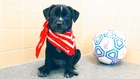 Puppy World Cup