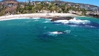 Gray Whale Family Delight Crowds at Dana Point