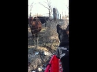 MollyThe French Bulldog Meets A MOO Cow