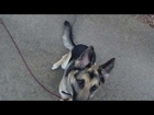 Kona the German Shepherd | Redeeming Dogs training | Dallas/Fort Worth dog training