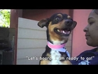 Many Adorable Dogs Rescued By 