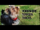 Little Yorkshire Terrier Tricks