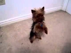 Funny Dogs Smartest Yorkie Puppy Ever! Such A Yorkshire Terrier Dog 1