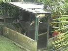Amazing Dog Escapes from Kennel Dogs Mating ~