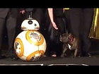 Carrie Fisher's Dog Barks at BB-8 at the Star Wars London Premiere (2015)