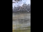 Water Snake at Falls Lake