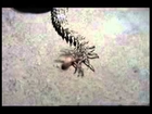 Weird Animals - Spider-tailed Horned Viper