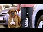 Toyota s talking dog in new Automark TV ad