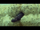 Pearlfish hides inside a sea cucumber - Natural World 2016: Episode 2 Preview - BBC Two
