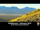 Death Valley Exposed: Wildflowers - February 2016