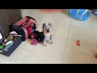 Darya - Yorkshire terrier - tricks