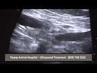 Ultrasound for Pets in Poway | 858-748-3326