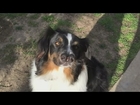 Dog with Two Noses Rescued in California!