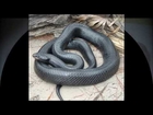 Snakes-world snakes-poison-snake in Africa-dangerous snake in the world-world animal document