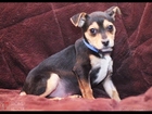 Bobby - Terrier Mix Puppy- Chicago ROMP Italian Greyhound Rescue