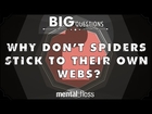 Why Don't Spiders Stick to Their Own Web? - Big Questions (Ep. 9)