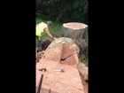 Cutting up a Wind blown Tree in Sheffield
