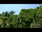 Unbelievable Footage of Exploding Plants