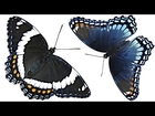 Are These Butterflies The Same?