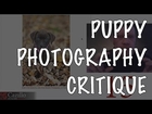 Puppy Photography Critique